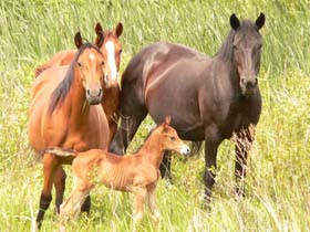 Reiten_2